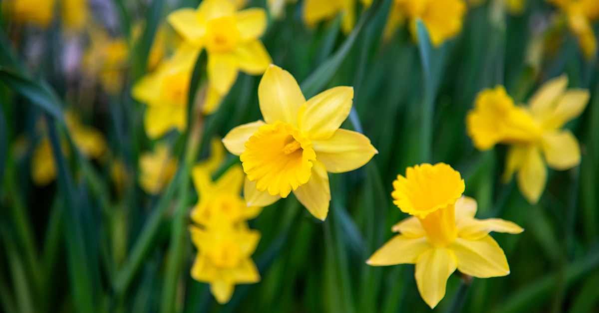 Jonquille Narciise Comment Bien Les Planter Et Les Cultiver