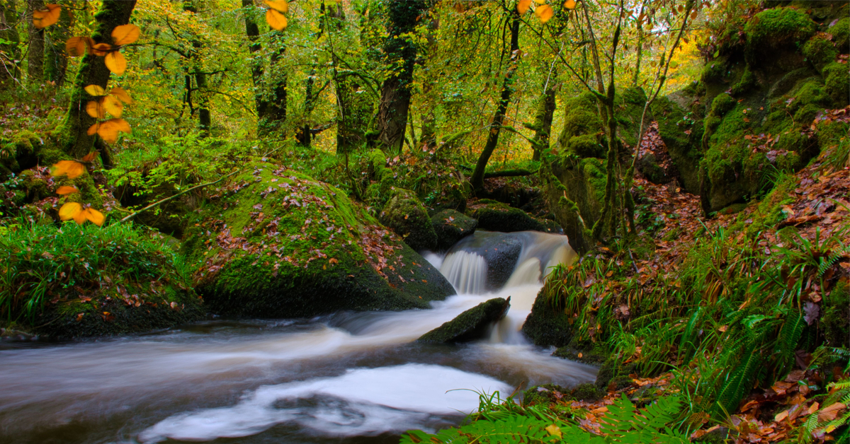 Comment célébrer la journée internationale des forêts avec l'ONF ? Comment célébrer la journée internationale des forêts avec l'ONF ?