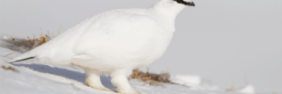 Dans la famille biodiversité ordinaire, protégeons le lagopède alpin