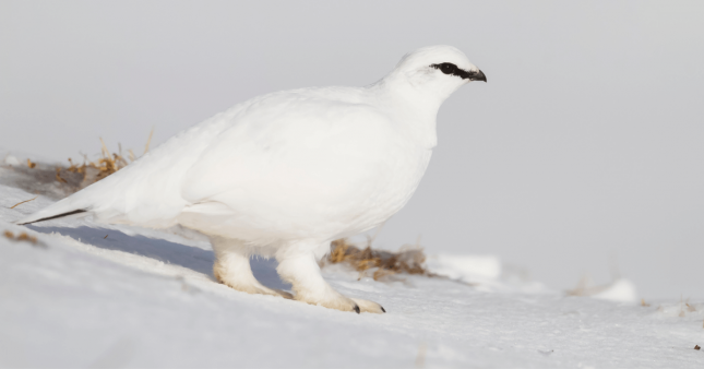 Dans la famille biodiversité ordinaire, protégeons le lagopède alpin Dans la famille biodiversité ordinaire, protégeons le lagopède alpin