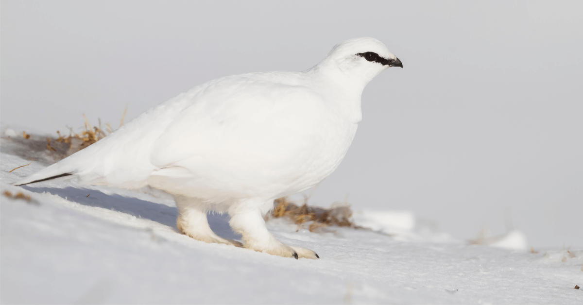 Dans la famille biodiversité ordinaire, protégeons le lagopède alpin