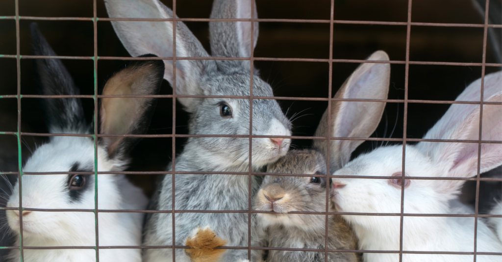 Vidéo choc d’un élevage de lapins de chasse : de la chair à canon martyrisée