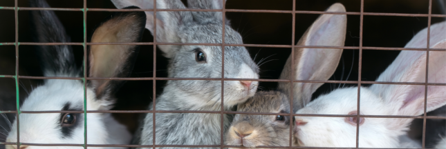 Vidéo choc élevage de lapins