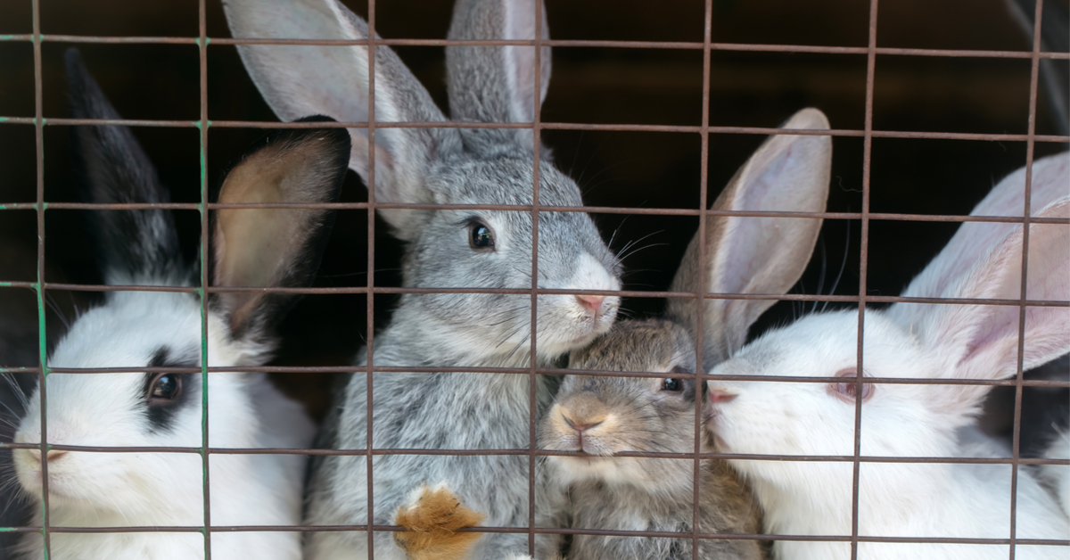 Vidéo choc d'un élevage de lapins de chasse : de la chair à canon martyrisée Vidéo choc d'un élevage de lapins de chasse : de la chair à canon martyrisée