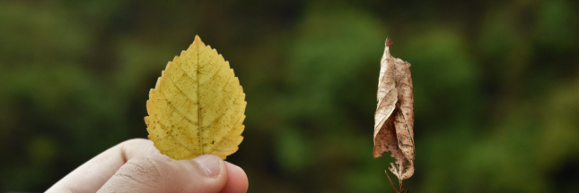 loi fin de vie euthanasie