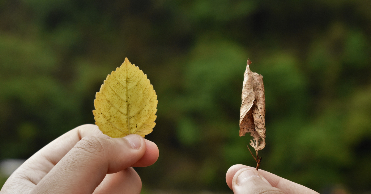 Sondage - Êtes-vous pour le droit de choisir sa fin de vie ? Sondage - Êtes-vous pour le droit de choisir sa fin de vie ?