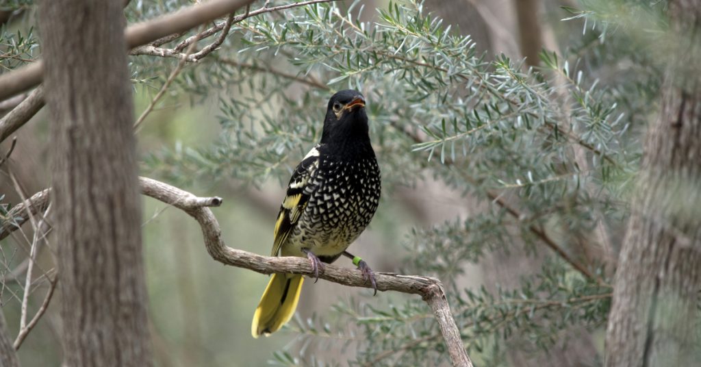 Espèces en danger : un oiseau australien oublie son chant d’amour