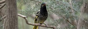 Espèces en danger : un oiseau australien oublie son chant d'amour