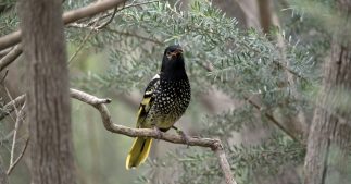 Espèces en danger : un oiseau australien oublie son chant d'amour Espèces en danger : un oiseau australien oublie son chant d'amour