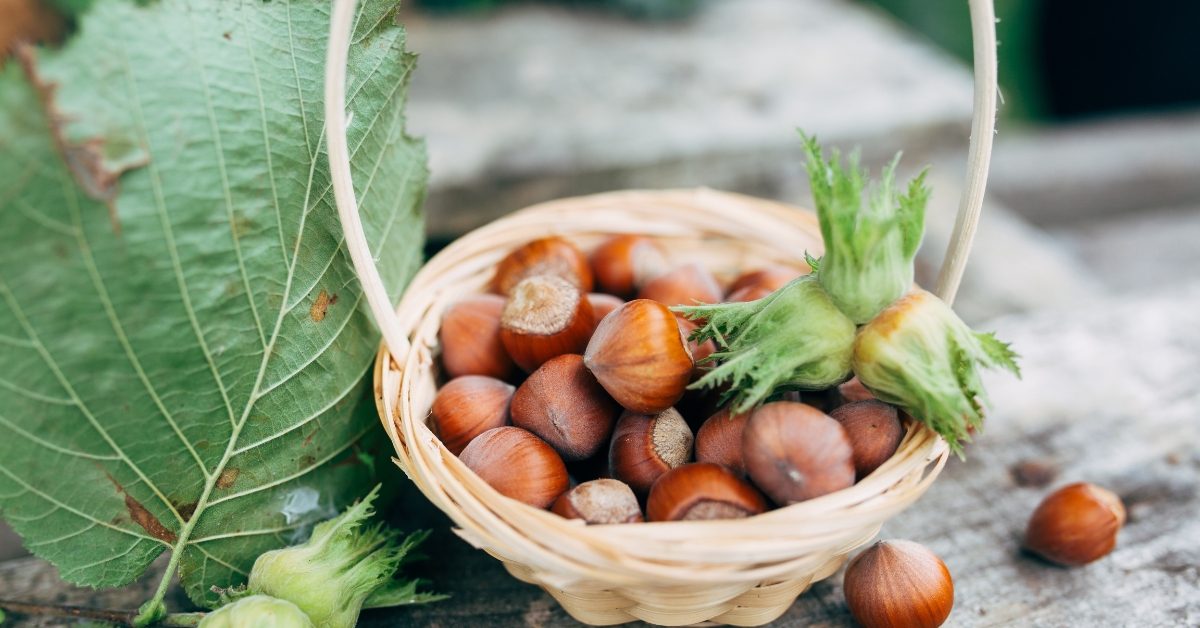 La noisette, des trésors sous la coquille