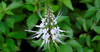 Découvrez le drainage naturel avec l'orthosiphon Découvrez le drainage naturel avec l'orthosiphon