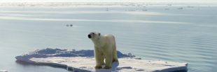 Réchauffement climatique : les ours polaires menacés par la famine