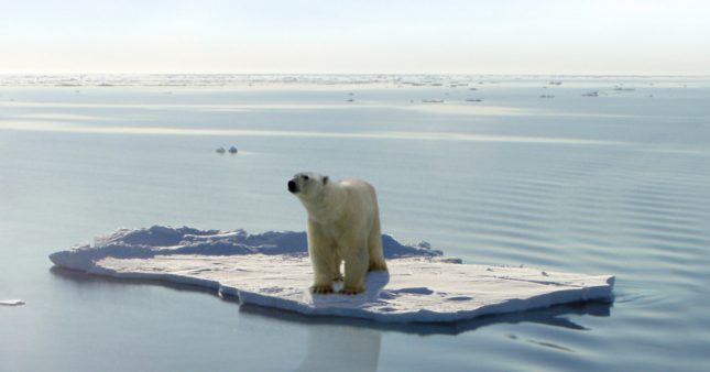 Réchauffement climatique : les ours polaires menacés par la famine