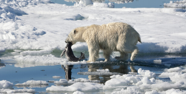 ours polaires chasse