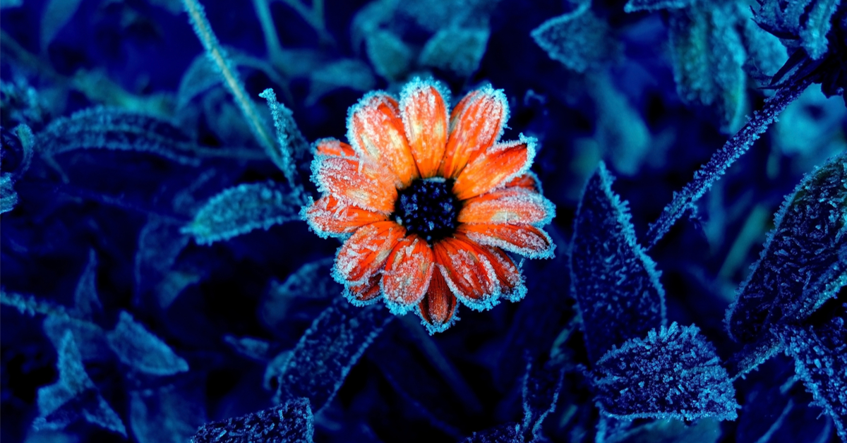 Comment sauver une plante gelée