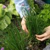 Plantes aromatiques - Comment planter de la ciboulette