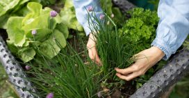Plantes aromatiques – Comment planter de la ciboulette Plantes aromatiques – Comment planter de la ciboulette