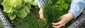 Plantes aromatiques - Comment planter de la ciboulette Plantes aromatiques - Comment planter de la ciboulette