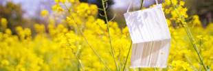Le pollen et la pollution, des facteurs qui aggravent l'épidémie de Covid-19 ?