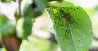 Incroyable : les ravageurs de culture favorisent l'agriculture bio [1er avril]