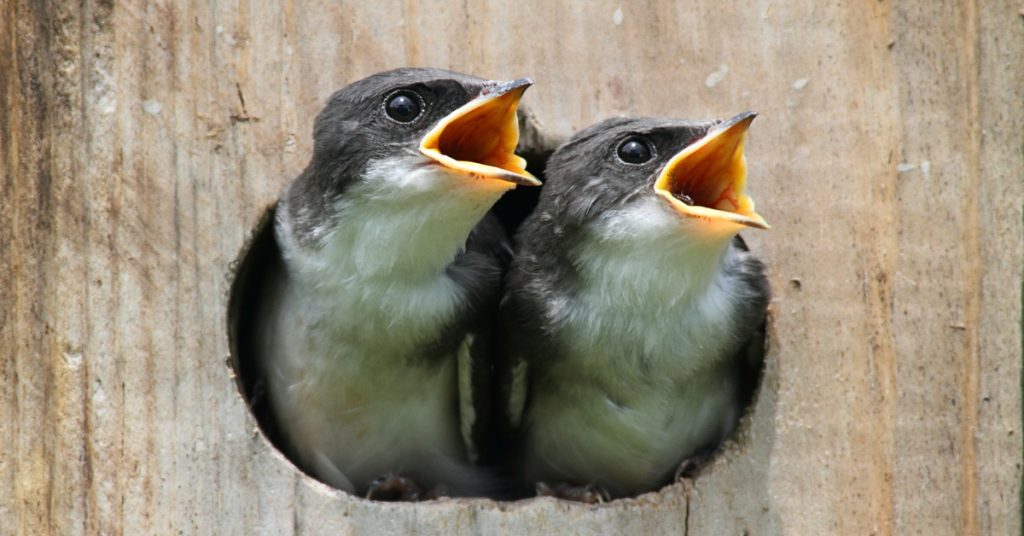 Créer un refuge LPO pour accueillir la biodiversité dans son jardin ou sur son balcon