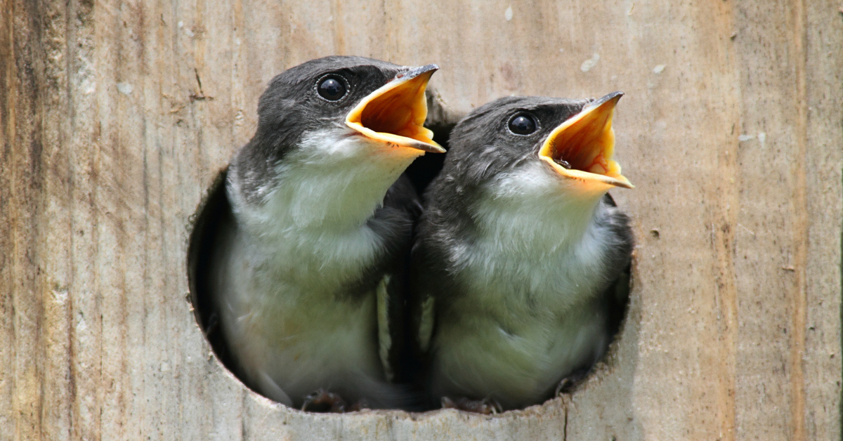 Créer un refuge LPO pour accueillir la biodiversité dans son jardin ou sur son balcon Créer un refuge LPO pour accueillir la biodiversité dans son jardin ou sur son balcon