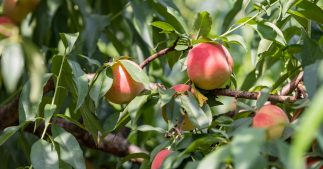 Tous nos conseils pour bien tailler un pêcher Tous nos conseils pour bien tailler un pêcher