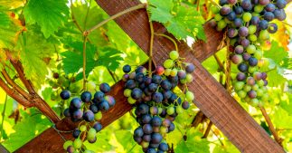 Tous les conseils pour savoir comment tailler la vigne Tous les conseils pour savoir comment tailler la vigne