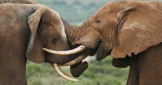 La France reste une plaque tournante du trafic d'espèces sauvages ! La France reste une plaque tournante du trafic d'espèces sauvages !