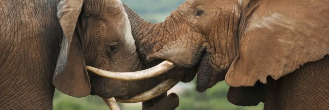 trafic espèce protégée france