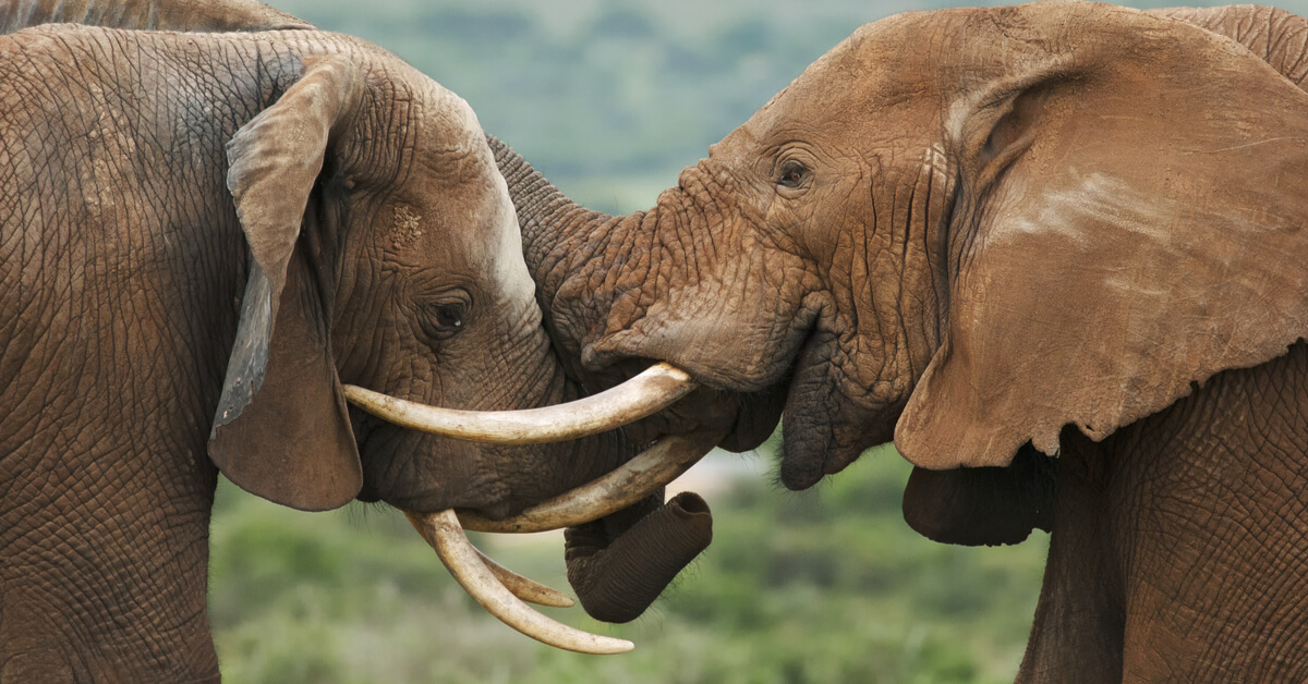 La France reste une plaque tournante du trafic d'espèces sauvages !