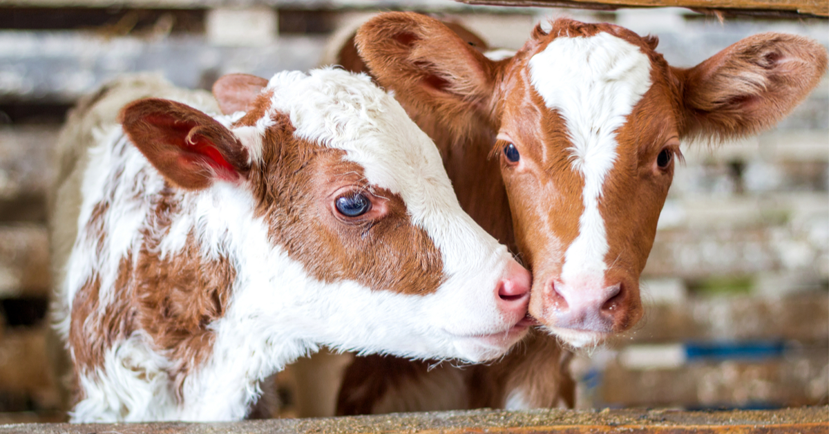 Transporter les veaux en avion, le nouveau challenge de l'Irlande ?