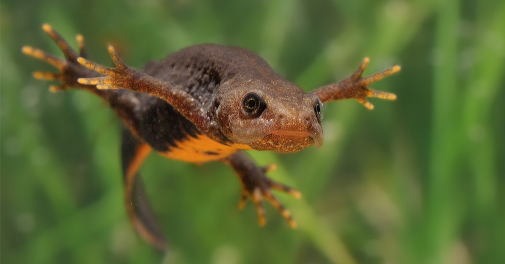 Dans la famille biodiversité ordinaire, protégeons le triton crêté