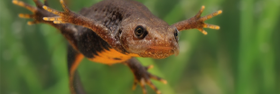 Dans la famille biodiversité ordinaire, protégeons le triton crêté