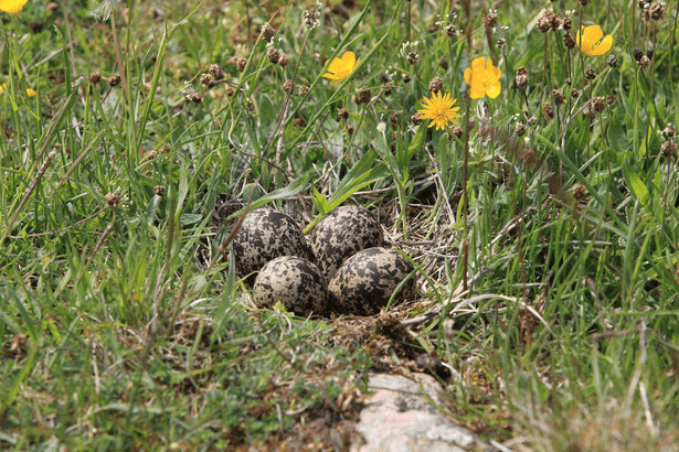 oeuf de vanneau huppé