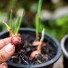 Si vous faites votre potager, c'est le moment de semer vos oignons