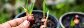 Si vous faites votre potager, c'est le moment de semer vos oignons