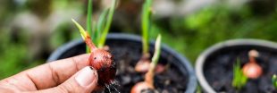 Tout savoir pour réussir vos semis d'oignon Tout savoir pour réussir vos semis d'oignon