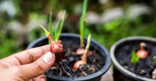 Si vous faites votre potager, c'est le moment de semer vos oignons Si vous faites votre potager, c'est le moment de semer vos oignons