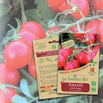 semis tomates
