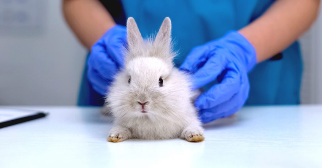Adoption : sauvez un animal de laboratoire de l’euthanasie