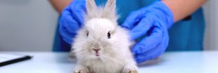 Adoption : sauvez un animal de laboratoire de l'euthanasie