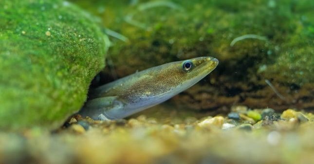 Dans la famille biodiversité ordinaire, protégeons l'anguille d'Europe Dans la famille biodiversité ordinaire, protégeons l'anguille d'Europe