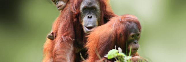 animaux culture traditions