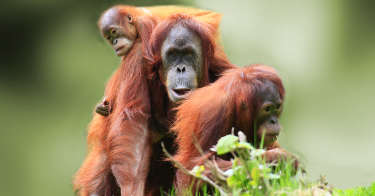 Comme les humains, les animaux possèdent aussi une culture et des traditions Comme les humains, les animaux possèdent aussi une culture et des traditions
