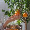 Le fruitier parfait pour balcon : petit arbre, vraies récoltes
