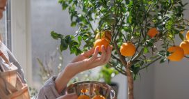 Le fruitier parfait pour balcon : petit arbre, vraies récoltes