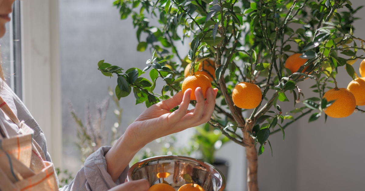 Le fruitier parfait pour balcon : petit arbre, vraies récoltes Le fruitier parfait pour balcon : petit arbre, vraies récoltes