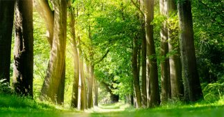 Les arbres victimes de la pollution sonore à long terme Les arbres victimes de la pollution sonore à long terme