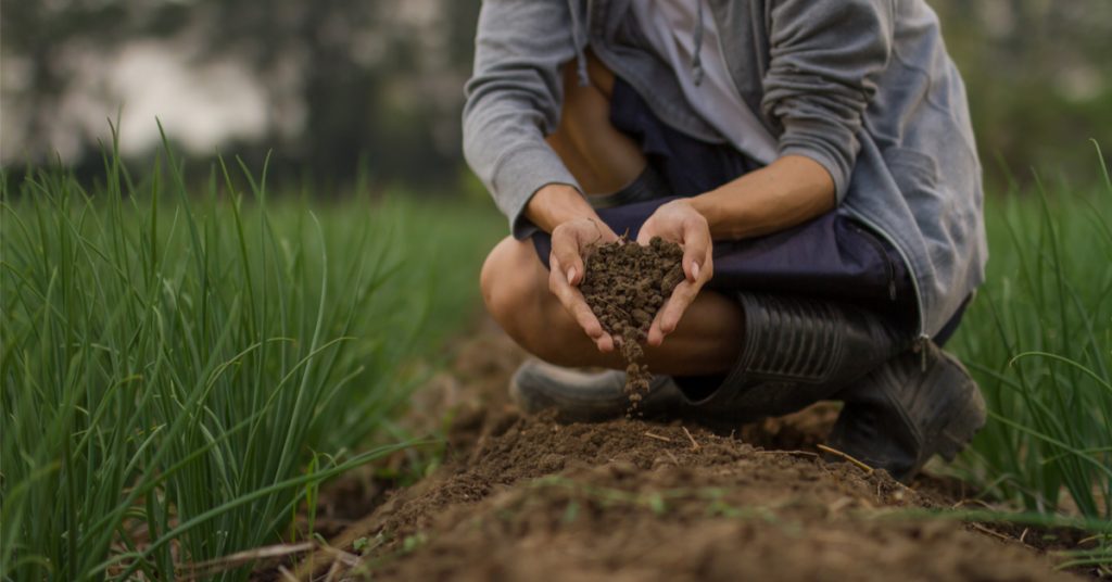 Si le bonheur est dans le pré, c’est grâce à une bactérie qui rend heureux !